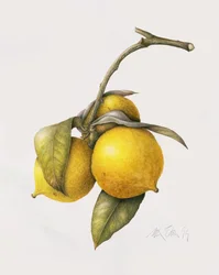 Citrus Bergamot, 1999